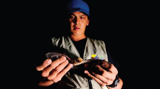 Científicos se unen para investigar a los murciélagos de Galápagos