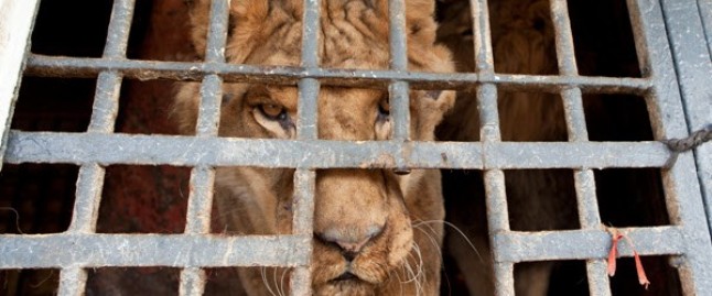 El inmenso sufrimiento de los animales en los circos
