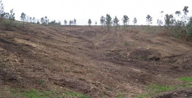 Galicia. 250 personas apadrinan 2000 árboles en apenas dos semanas