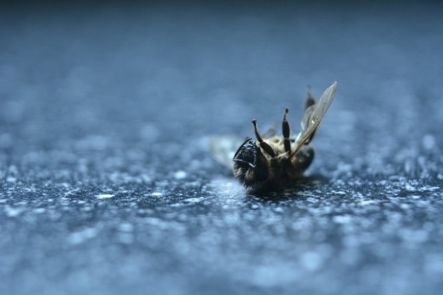 Abejas versus Pesticidas: una batalla perdida para los insectos