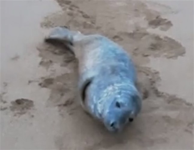 Localizada una foca en apuros en la costa oriental asturiana