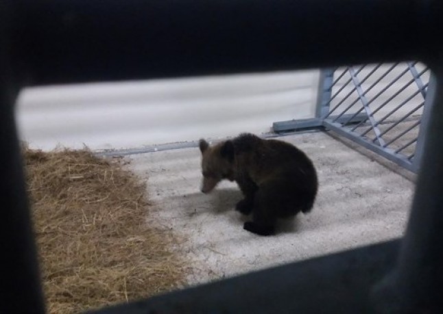 El osezno herido que cayo en una trampa en Cantabria se llamará BEATO