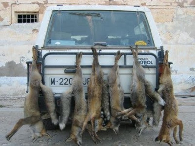 La Xunta de Galicia aplaude los infumables campeonatos de caza de zorro