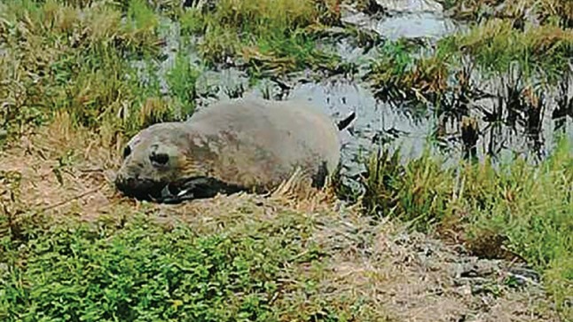Seguimiento y monitoreo de elefante marino encontrado en río Yaguachi se realiza en Guayas