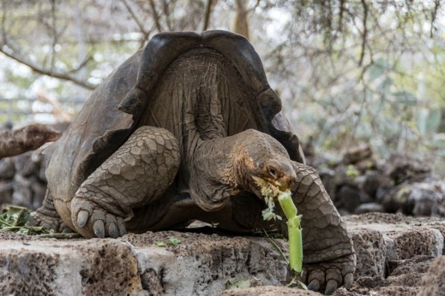 Nacieron tortugas en Islas Galápagos luego de un siglo