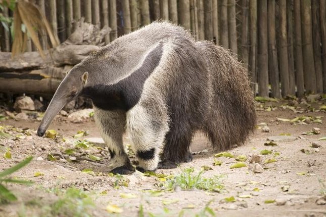 Brasil: Descubren seis nuevas especies de osos hormigueros