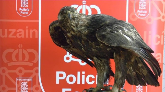 Navarra. Denuncian a un sujeto por vender una águila real disecada