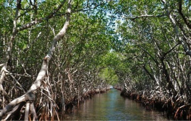 Hacia un mayor conocimiento de los manglares de México