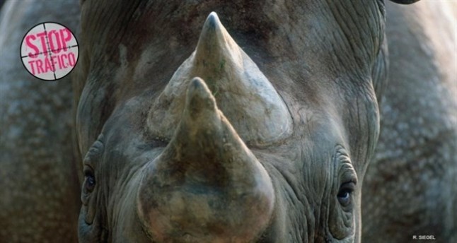 Cazadores ANIQUILAN 1.000 rinocerontes en Sudáfrica