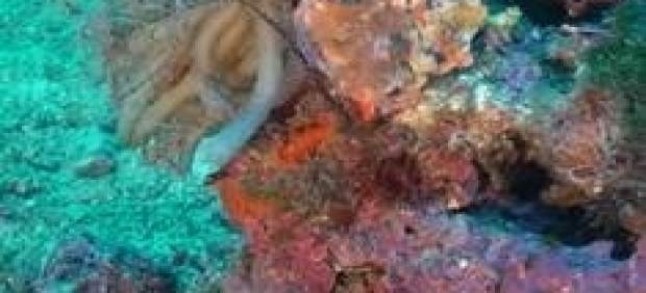 Oceana pide al Gobierno que desbloquee la ampliación del Parque Nacional de Cabrera