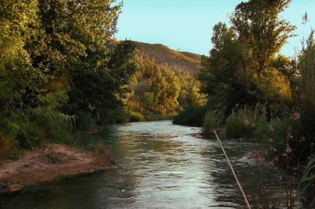 Reforestación del Parque Natural de las Hoces del Cabriel