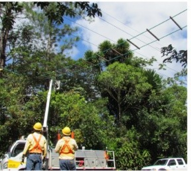 Cableado ecológico protegerá a fauna en Heredia