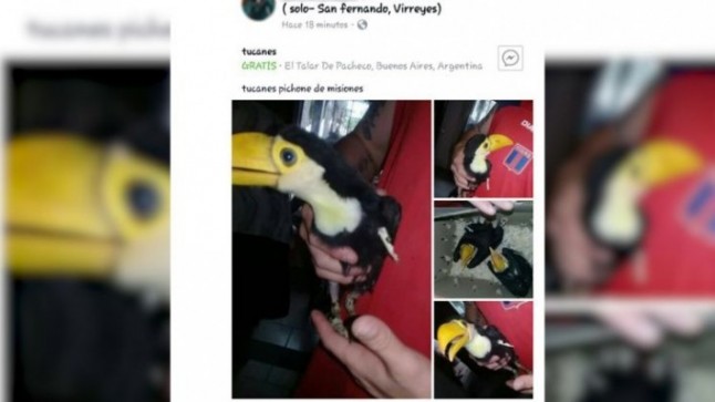 Argentina: Detuvieron en Tigre a una mujer que vendía aves exóticas por Facebook