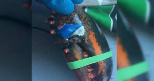 Canadá: Un crustáceo fue encontrado con un "tatuaje" de basura