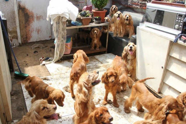 Colombia: Rescatan a 57 perros