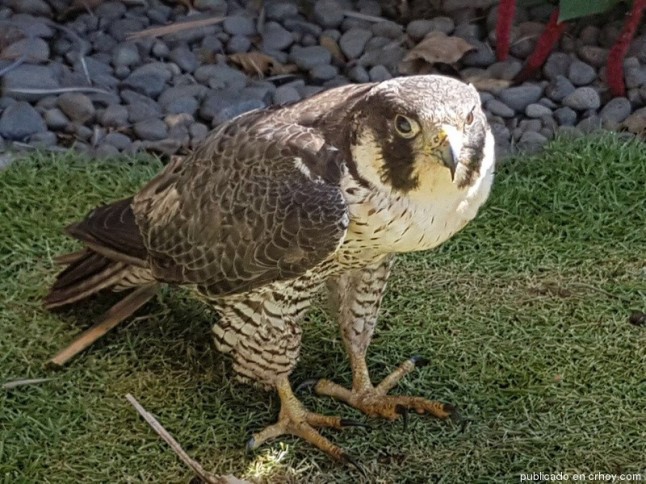 Rescatan gavilán cangrejero lesionado en Guanacaste