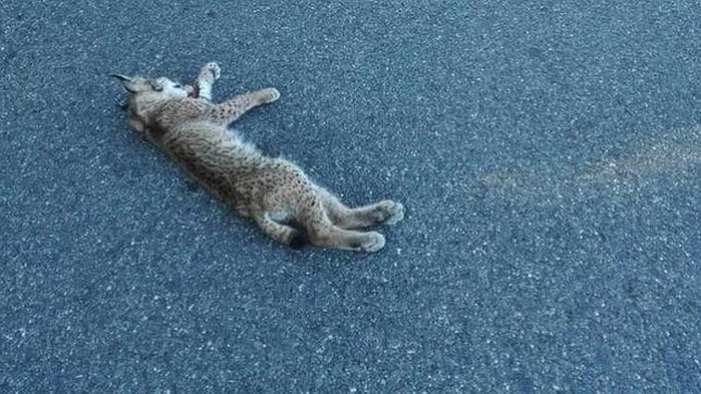 Para evitar atropellos de linces refuerzan el vallado en carreteras de Montes de Toledo y Valle de Alcudia