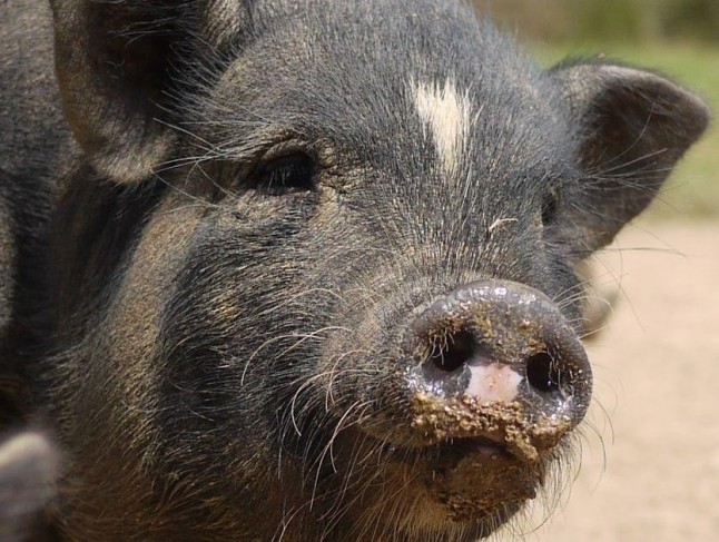 Cerdos vietnamitas víctimas de maltrato animal