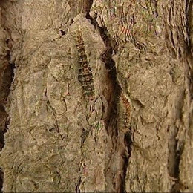 Mairena fija para este fin de semana el tratamiento preventivo contra la procesionaria del pino