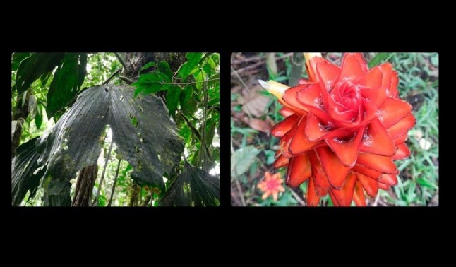 Colombia: Descubren dos especies florales inéditas