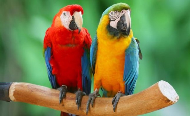 Los loros neotropicales están en peligro