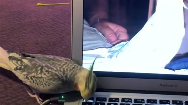 Es una cacatúa australiana o un Iphone con plumas