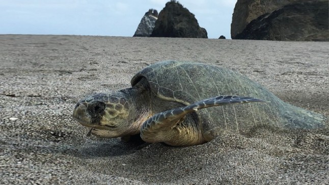 Nido de huevos de tortugas marinas Laúd es monitoreado en Manabí
