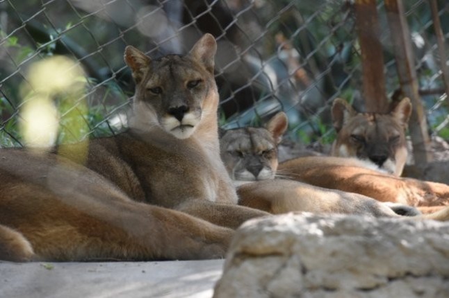 Argentina: Comienza el traslado de animales del ex Zoológico de Mendoza