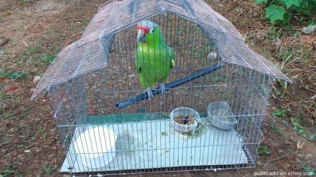 Decomisan animales a supuestos cazadores de dantas