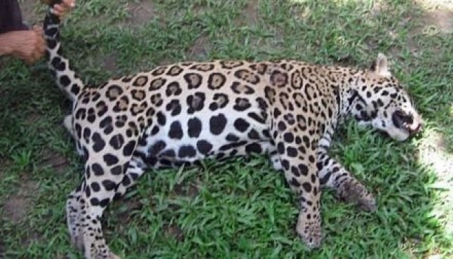 Argentina: Cazadores mataron uno de los 20 yaguaretés en peligro de extinción en la región chaqueña