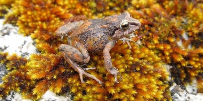 Un experto afirma que la extinción de especies urge más que el cambio climático