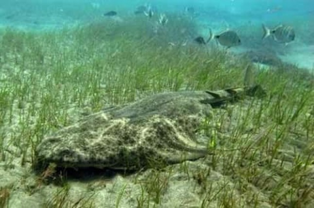 El Angelote puede moverse con más tranquilidad en las aguas de Canarias