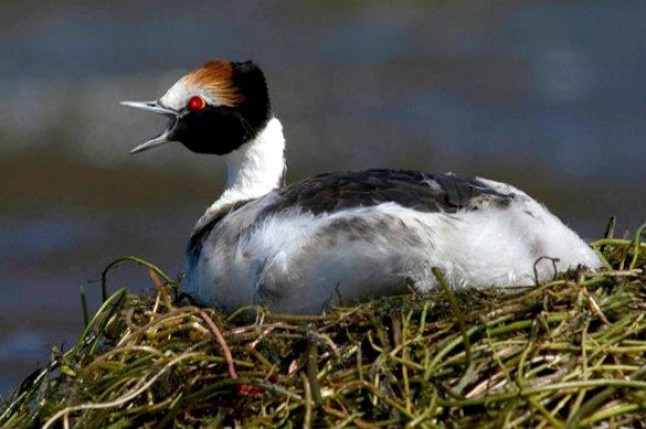 Argentina lucha contra la extinción de sus especies
