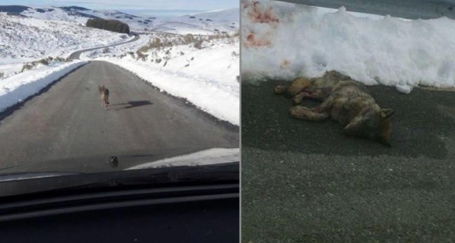 EQUO pide que se investigue el atropello intencionado de un lobo en Gredos