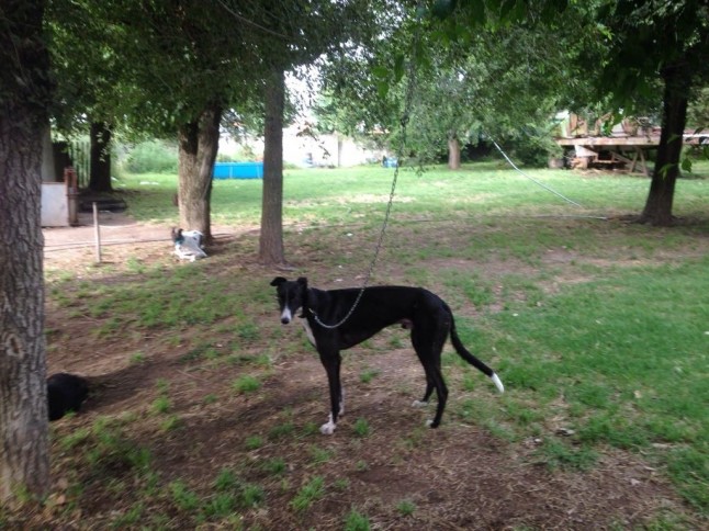 Buenos Aires: Desarticulan una banda que criaba canes para carreras