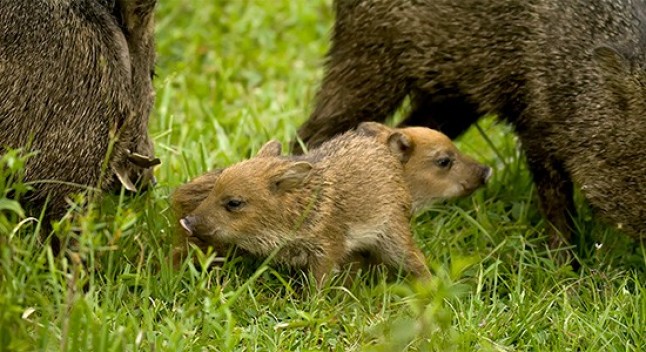 Argentina: Mendoza dona 44 animales para los Esteros del Iberá