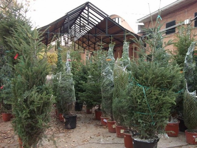 Los abetos navideños de Madrid tienen mucha suerte