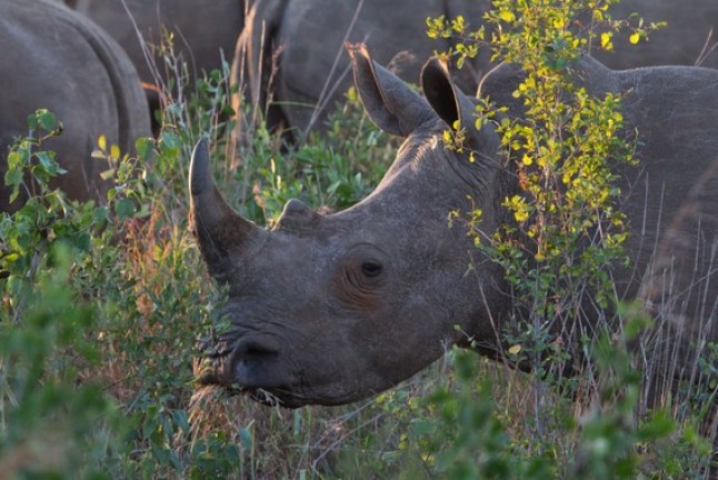 Las guerras en África diezman las poblaciones de rinocerontes