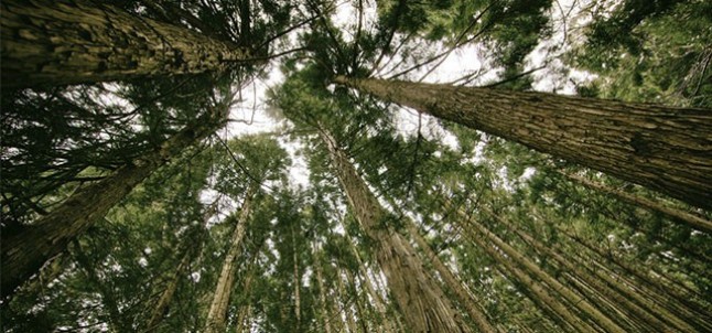 Argentina: Las industrias forestales apuesta a la energía renovable