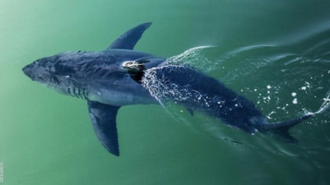 Rastrean a un tiburón blanco de 12 pies en las costas de Florida