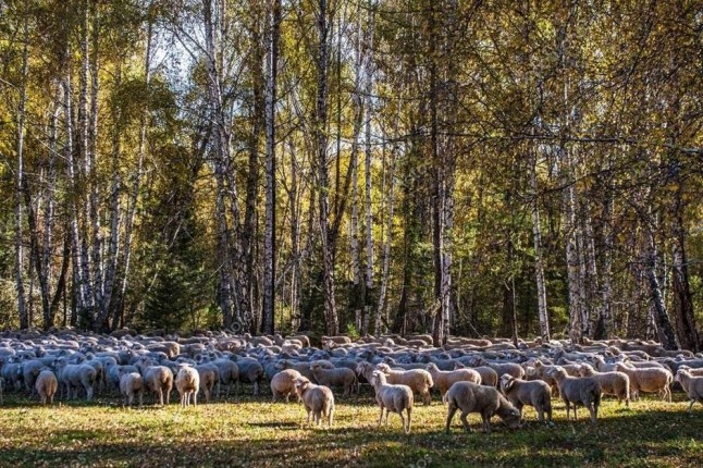 La Comunitat Valenciana APUESTA por el pastoreo para prevenir los incendios forestales