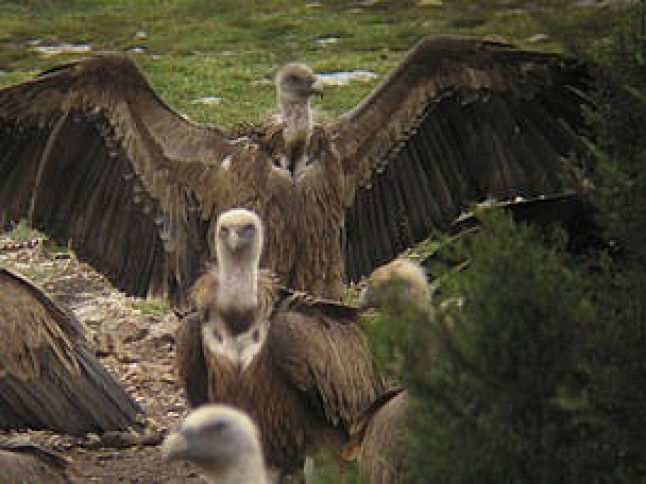 43 aniversario del Refugio de rapaces de Montejo