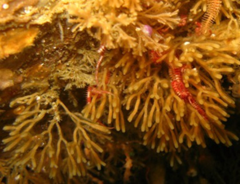 El inventario más completo sobre la distribución espacial de los briozoos