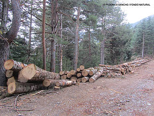 Arboricidio en el Pirineo de Huesca