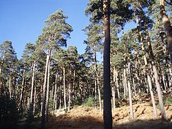 Polémica sobre la inclusión de los pinares de Valsaín en el Parque Nacional de Guadarrama