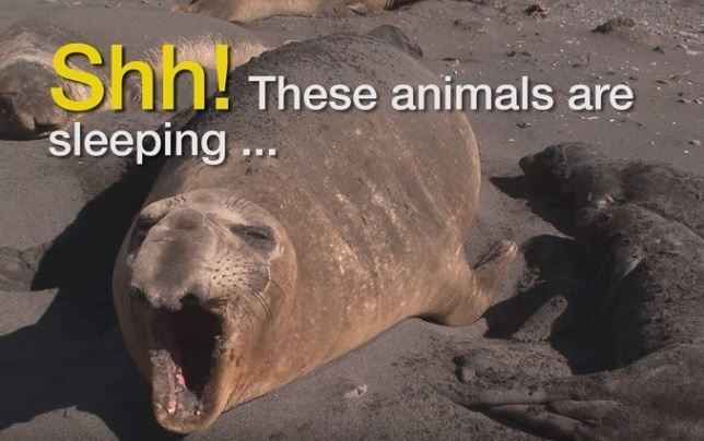 Descubre como duermen algunos animales (Ver VIDEO)