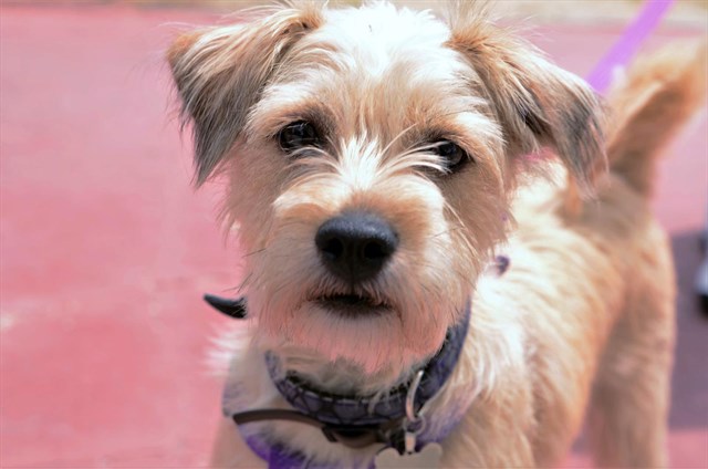 El 80% de los perros mayores de tres años tienen problemas de encías