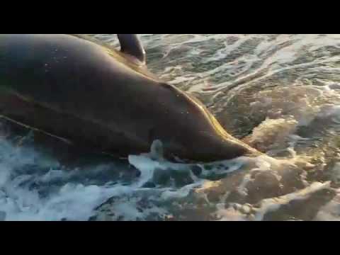 Almuñécar. Salvan a un delfín varado (VIDEO)