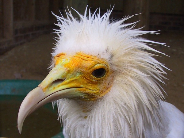 Life+ VENENO apuesta por la formación del uso de raticidas en las Islas Canarias para evitar riesgos