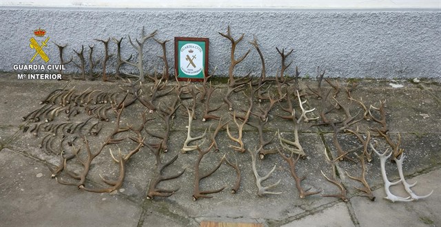 Intervenidas más de cien cuernas de ciervo a la venta en Las Navas (Sevilla)